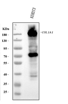 Collagen I/COL1A1 Antibody