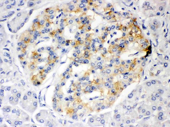 Anti-ISG15 Antibody