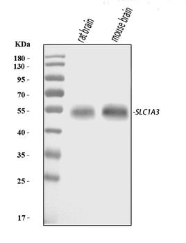 Anti-EAAT1/SLC1A3 Antibody