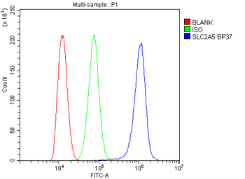 Anti-Glucose Transporter 5 GLUT5/SLC2A5 Antibody