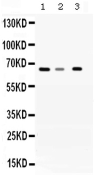 WDR1 Antibody