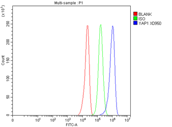 Anti-YAP1 Antibody