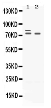 Anti-Plzf/ZBTB16 Antibody