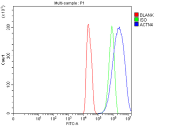 Anti-Alpha Actinin 4/ACTN4 Antibody