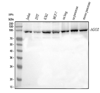 Anti-Ago2/eIF2C2 Antibody