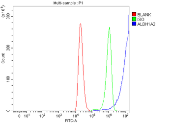 Anti-ALDH1A2 Antibody