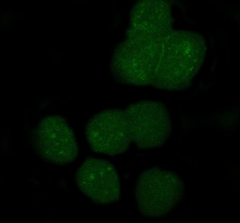 Anti-APOBEC3G Antibody