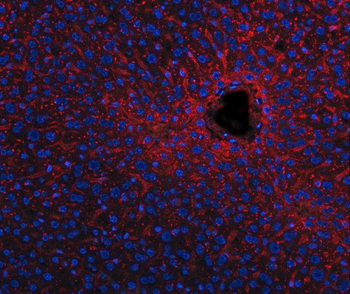 Anti-Apolipoprotein E/APOE Antibody
