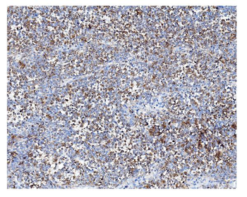 Anti-ARF6 Antibody