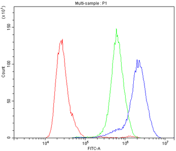 Anti-Carbonic Anhydrase II/CA2 Antibody