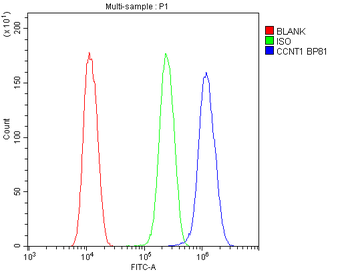 Anti-Cyclin T1/CCNT1 Antibody