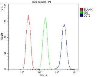 TCP1 beta/CCT2 Antibody