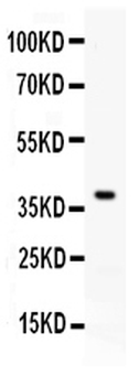 Anti-PD-L1/CD274 Antibody