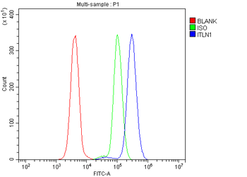 Anti-ITLN1 Antibody