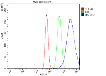 Anti-TAK1/MAP3K7 Antibody