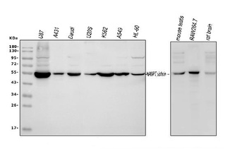 Visfatin/NAMPT Antibody