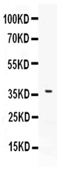 B7 DC/PDCD1LG2 Antibody