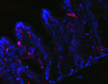Anti-Peptide YY/PYY Antibody