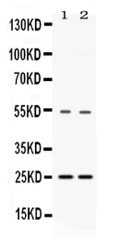 Anti-SYBL1/VAMP7 Antibody