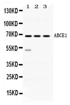 ABCE1 Antibody