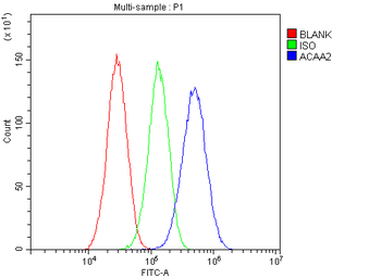 Anti-ACAA2 Antibody
