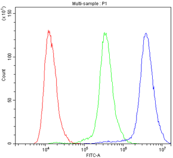 Anti-ACTN3 Antibody