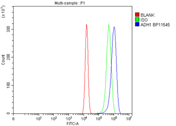 Anti-Alcohol Dehydrogenase/ADH1A Antibody