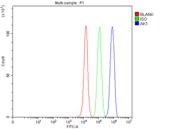Anti-Adenylate Kinase 1/AK1 Antibody