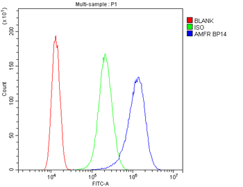 Anti-AMFR Antibody