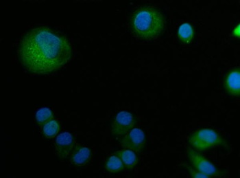 Anti-ABP1/AOC1 Antibody
