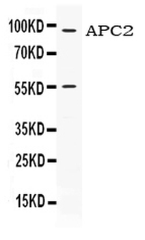Anti-APC2 Antibody