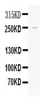 Apolipoprotein B/APOB Antibody