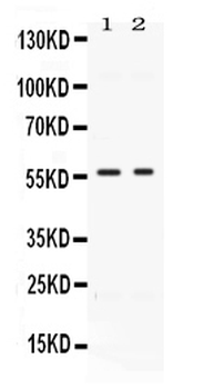 Anti-BMP15 Antibody
