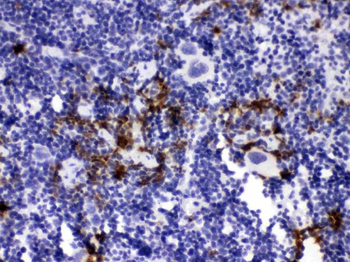 Anti-Neutrophil Elastase/ELANE Antibody