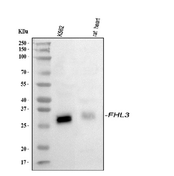 FHL3 Antibody