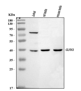 TXNL2/GLRX3 Antibody