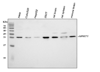 Anti-HPRT/HPRT1 Antibody