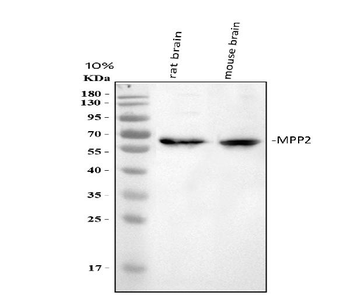 Anti-MPP2 Antibody