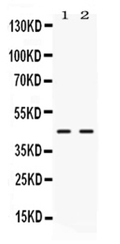 Anti-NR2F6 Antibody
