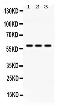 E3 SUMO-protein ligase PIAS4 Antibody