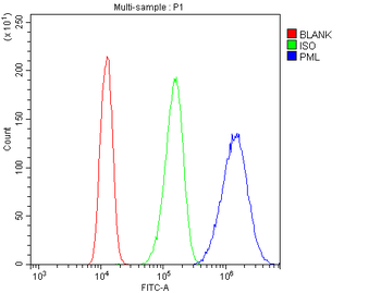 Anti-PML Protein Antibody