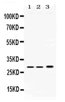 Proteasome 20S C2/PSMA1 Antibody