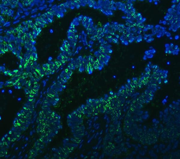 Anti-PC4/SUB1 Antibody