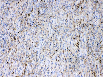 Anti-Synapsin I/SYN1 Antibody
