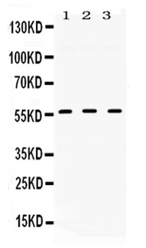 Anti-TGF beta Receptor I/TGFBR1 Antibody