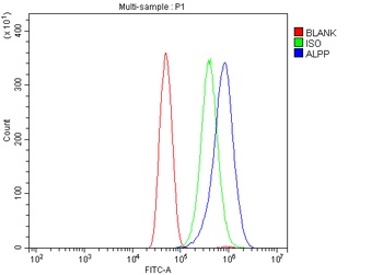 Placental alkaline phosphatase (PLAP)/ALPP Antibody