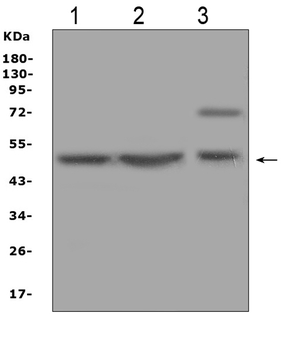 Anti-AP2M1 Antibody