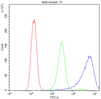 Anti-Calpastatin/CAST Antibody