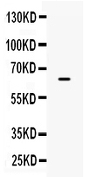 Anti-PD-L1/B7-H1/CD274 Antibody