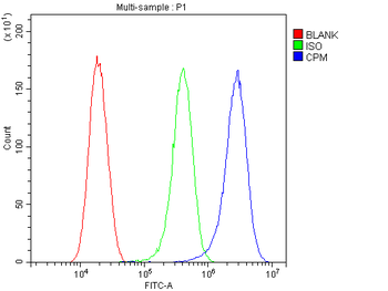 Anti-Carboxypeptidase M/CPM Antibody